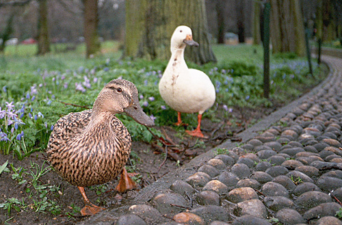Cambridge Locals...